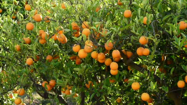 Naranjas Colgando Una Rama Naranjo Una Plantación Agrícola — Vídeo de stock