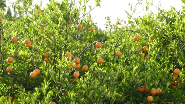 Apelsiner Frukt Som Hänger Gren Orange Träd Jordbruks Plantage — Stockvideo