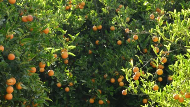 Плоды Апельсинов Сельскохозяйственной Плантации Закате — стоковое видео