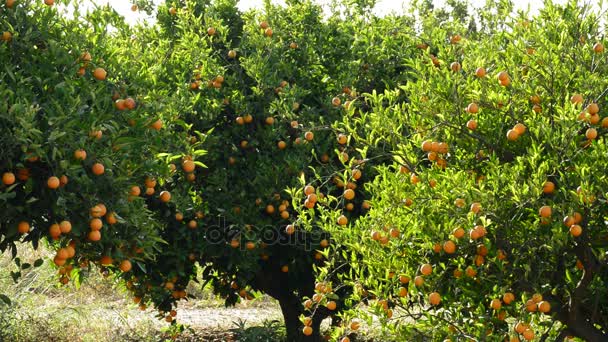 夕暮れ時の農業プランテーションのツリーにオレンジ — ストック動画