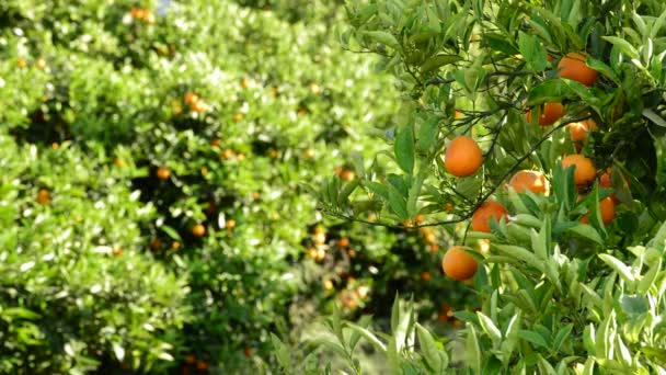 Naranjas Colgando Una Rama Naranjo Una Plantación Agrícola — Vídeos de Stock