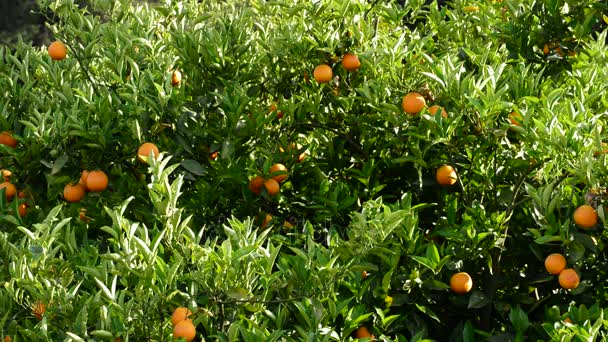 Naranjas Fruta Una Rama Naranjo Una Plantación Agrícola — Vídeo de stock