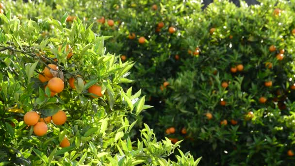Las Naranjas Rama Del Naranjo Plantación Agrícola Atardecer — Vídeos de Stock
