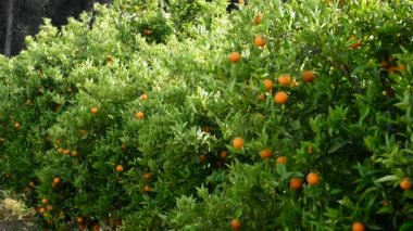 Portakal meyve portakal ağacında bir Tarım Çiftlik Şubesi