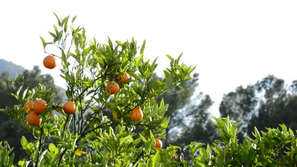 Naranjas Colgando Una Rama Naranjo Atardecer — Vídeo de stock