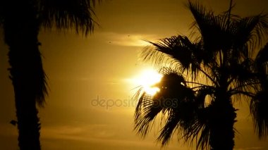 Sun gizleme arasında palm günbatımında bırakır