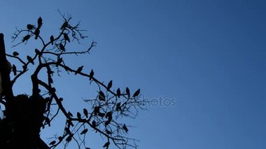Güvercinler veya güvercinler mavi gökyüzü ile bir ağaç dallarında siluetleri