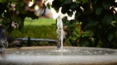 Güvercinler veya güvercinler kuş içme suyu su yazı tipi