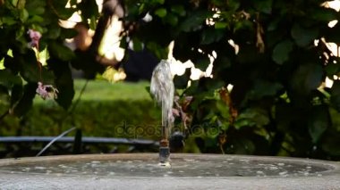 Güvercinler veya güvercinler kuş içme suyu su yazı tipi