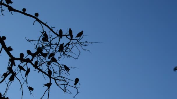 Pássaros Ramos Uma Árvore Noite Americana — Vídeo de Stock