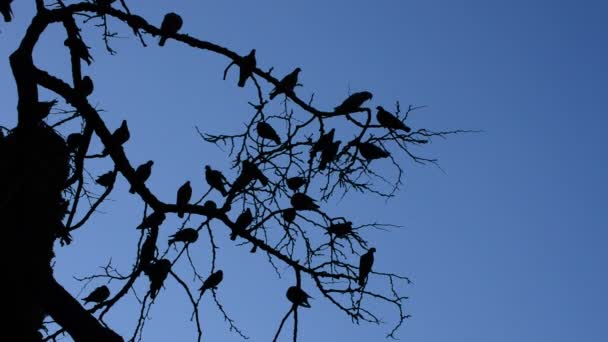 Silhouettes Doves Pigeons Branches Tree Blue Sky American Night — Stock Video