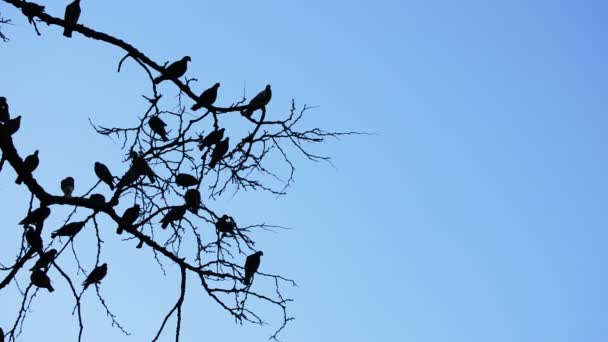 Colombes ou pigeons dans un arbre au ciel bleu, nuit américaine 