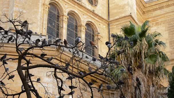 Colombe Piccioni Uccelli Albero Una Vecchia Cattedrale — Video Stock