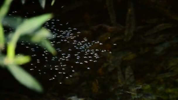 Insectos Moviéndose Río Gyrinus Natator Gerris Lacustris — Vídeo de stock
