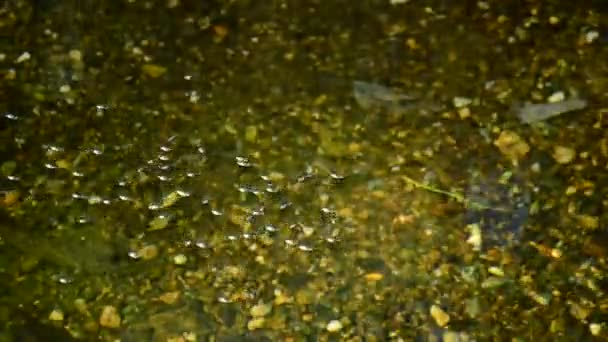 河里的昆虫 Gyrinus Natator 和盖瑞斯 Lacustris 或普通池塘溜冰者 — 图库视频影像