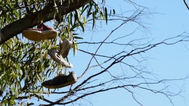 Schuhe Hängen Ast Eines Baumes Bei Sonnenuntergang Schuh Wirft — Stockvideo