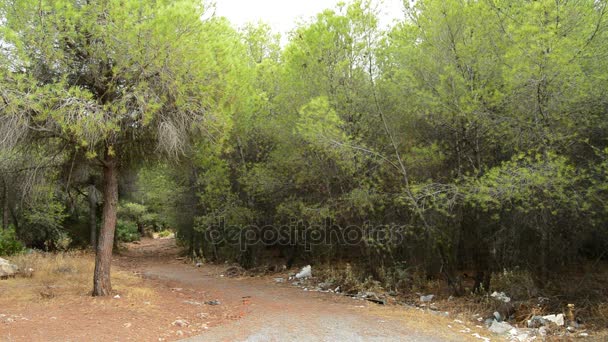 垃圾袋与垃圾在一条松树林的道路 污染的性质 — 图库视频影像