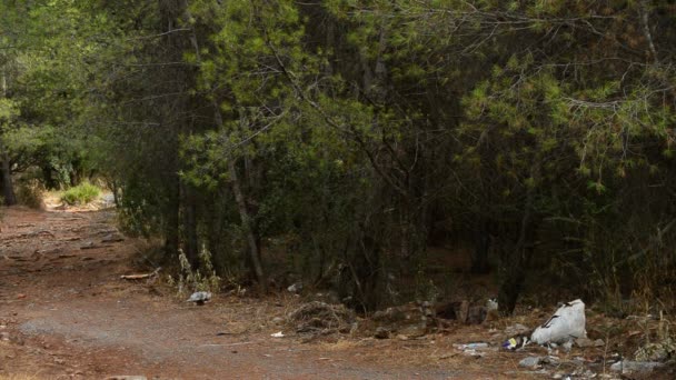 垃圾袋与垃圾在一条松树林的道路 污染的性质 — 图库视频影像