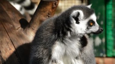 Doğal bir park - Lemur catta etrafa halka kuyruk lemur