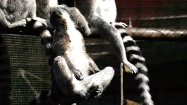 Doğal bir park - Lemur catta etrafa halka kuyruk lemur