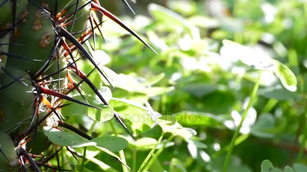 Inclinez Vous Sur Cactus Aux Épines — Video