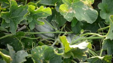 Kavun meyve günbatımı tarım plantasyonunda yapraklarda arasında
