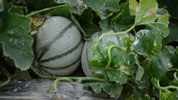 Frutto Melone Tra Foglie Una Piantagione — Video Stock