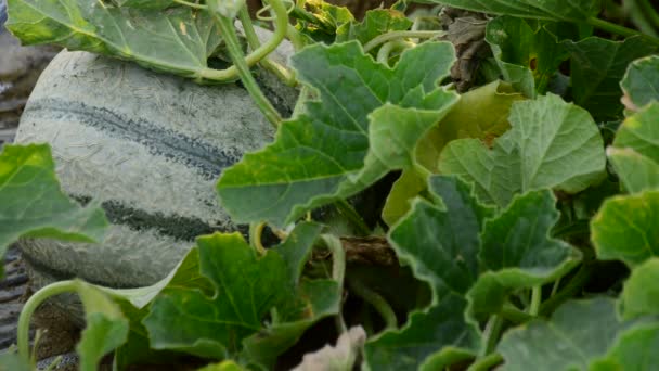Melon Entre Les Feuilles Dans Une Plantation Agricole — Video