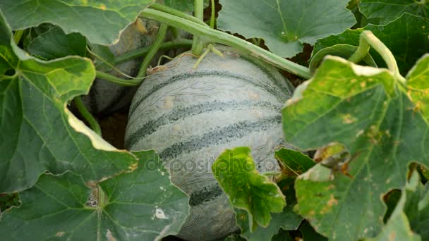 Melão Cantaloupe Charentais Numa Plantação Agrícola — Vídeo de Stock