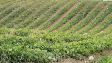 Plantation kavun meyve, gün batımında kavun charentais