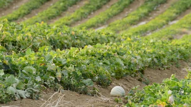 Melon Cantaloup Charentais Dans Une Plantation Agricole Coucher Soleil — Video