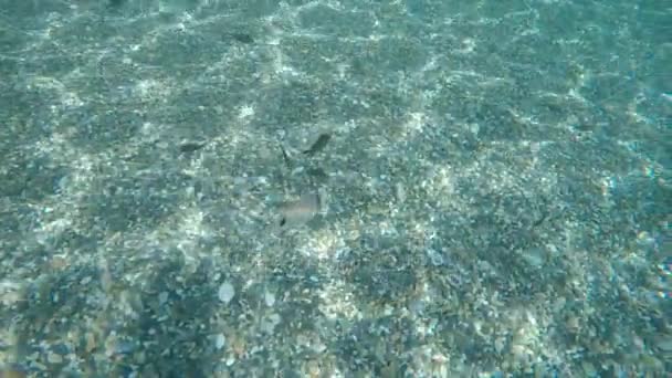 Vissen Zwemmen Reflecties Lichten Transparanten Wateren Het Strand — Stockvideo