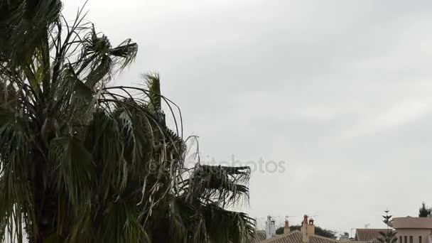 Palm Leaves Bewegende Door Wind — Stockvideo
