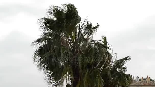 Palmboom Verplaatsen Door Sterke Wind — Stockvideo
