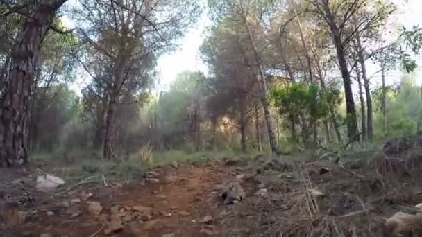 Прогулка Тропинке Сосновом Лесу Движущейся Камерой — стоковое видео