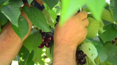 Taze kiraz bir dalda asılı malzeme çekme çiftçi eline