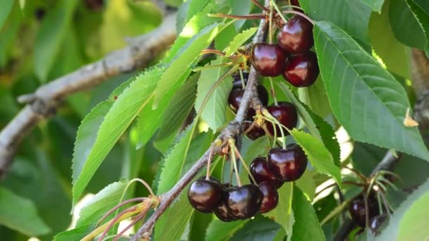 Natürliche Kirschen Fruchtfutter Hängen Zweigen Des Baumes — Stockvideo