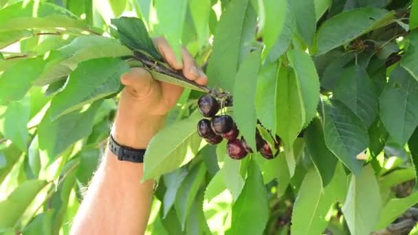 枝にぶら下がっている新鮮なさくらんぼを摘み農夫の手 — ストック動画