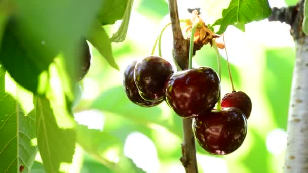 Cerezas Naturales Alimentos Frutales Colgando Rama Del Árbol — Vídeo de stock