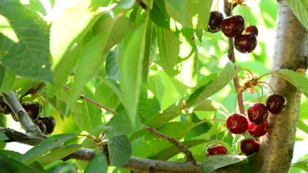 Természetes Cseresznye Gyümölcs Élelmiszer Lóg Fióktelep Mezőgazdasági Ültetvény — Stock videók