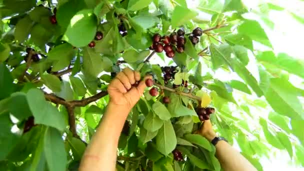Rękach Rolnika Zbieranie Świeżych Wiśni Zwisające Gałęzi — Wideo stockowe
