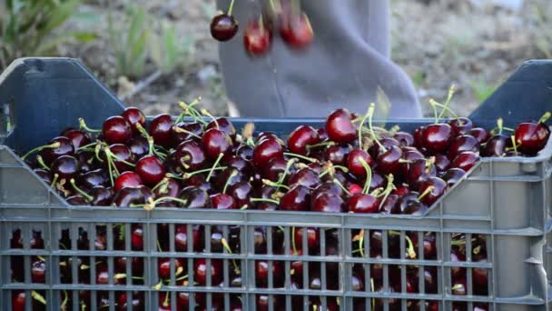 Placing freshly picked cherries in a box, harvest of natural cherry fruit