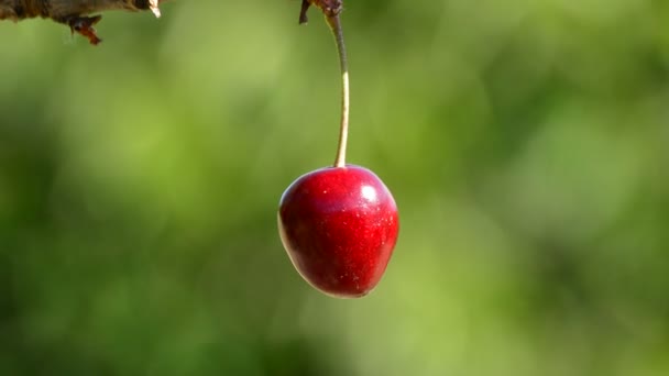 Natürliche Frische Kirsche Fruchtfutter Einem Sonnigen Tag Ast Des Baumes — Stockvideo