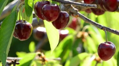 Doğal taze kiraz demet, gıda, ağaç dalında asılı meyve