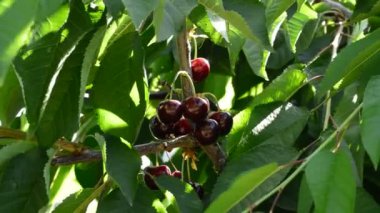 Doğal taze kiraz demet, gıda, ağaç dalında asılı meyve