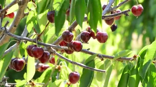 Cerezas Naturales Fruta Que Cuelga Rama Del Árbol — Vídeo de stock