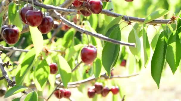 Rote Kirschen Erntereife Früchte Hängen Einem Sonnigen Tag Zweig Eines — Stockvideo