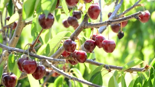 Natural Cherries Hanging Tree Sunny Day — Stock Video