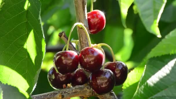 Wis Van Natuurlijke Verse Kersen Fruit Eten Opknoping Tak Van — Stockvideo