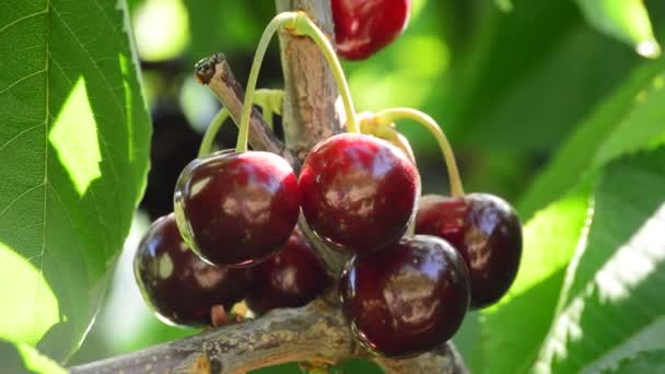 Ramo Cerezas Frescas Naturales Que Cuelgan Rama Del Árbol — Vídeo de stock